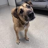 Nessie, ADOPTABLE, Senior Female Mixed Breed.