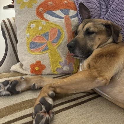 Enlarge Nessie, a ADOPTABLE mixed breed in Lansing, MI image 3/3