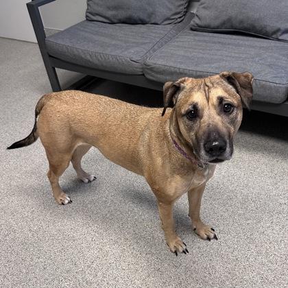 Enlarge Nessie, a ADOPTABLE mixed breed in Lansing, MI image 3/4