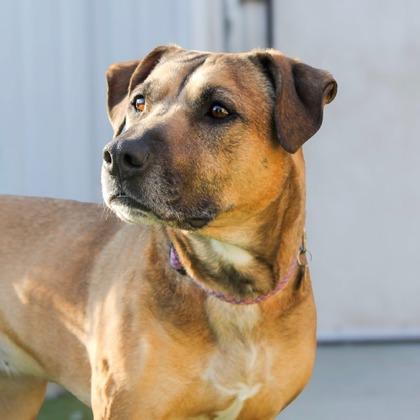Nessie, ADOPTABLE, Senior Female Mixed Breed.