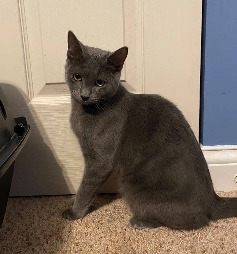 Boq, an adoptable Domestic Short Hair in Grove City, OH image 1/2