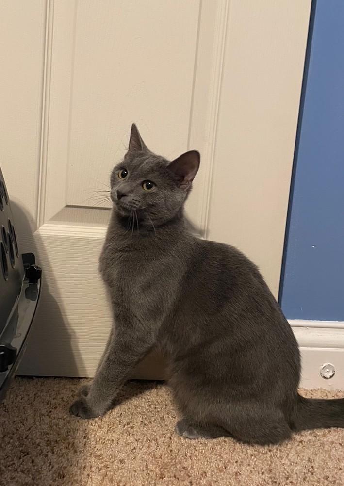 Boq, an adoptable Domestic Short Hair in Grove City, OH image 2/2