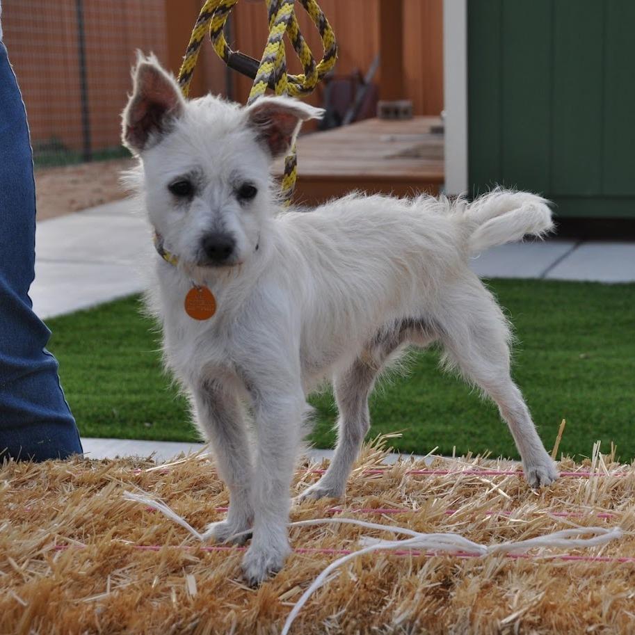 Enlarge Vinny, a Adoptable mixed breed in Prescott, AZ image 1/6