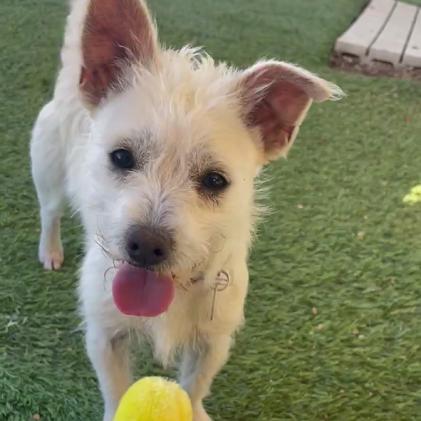 Enlarge Vinny, a Adoptable mixed breed in Prescott, AZ image 3/6