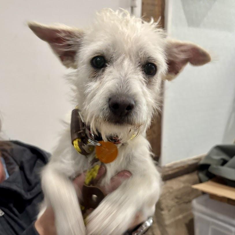 Enlarge Vinny, a Adoptable mixed breed in Prescott, AZ image 4/6