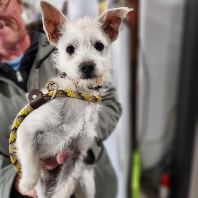 Enlarge Vinny, a Adoptable mixed breed in Prescott, AZ image 5/6