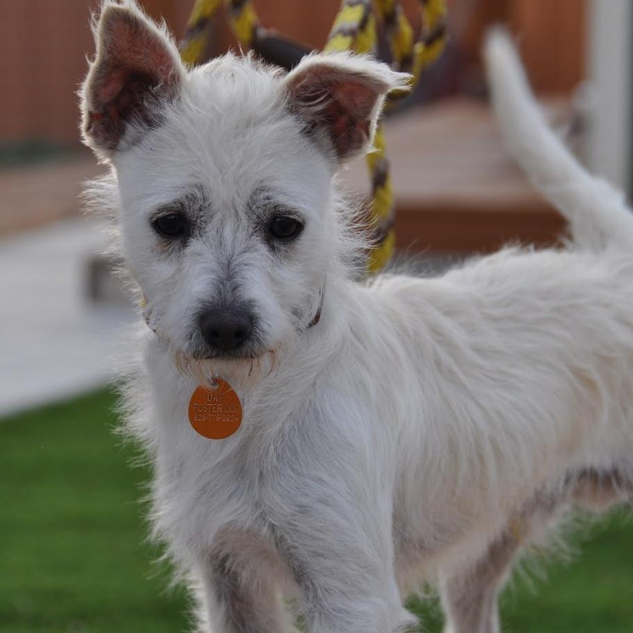 Enlarge Vinny, a Adoptable mixed breed in Prescott, AZ image 6/6