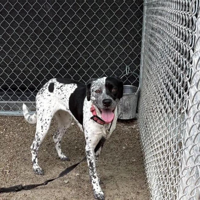 26-0537 "Saturn", ADOPTABLE, Adult Female Pointer.