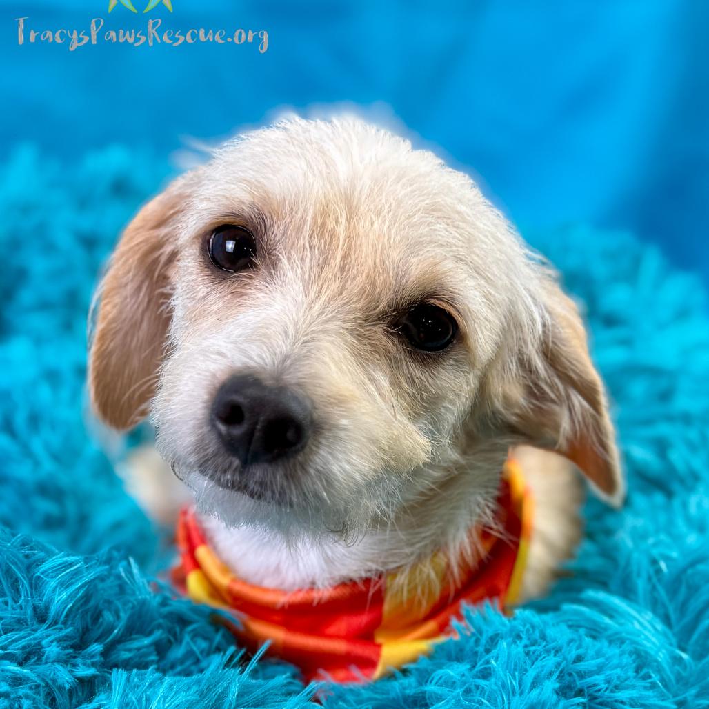 Mabel- Sweet, Loving, and Ready for Fun!, a Adoptable mixed breed in St Augustine, FL image 1/6