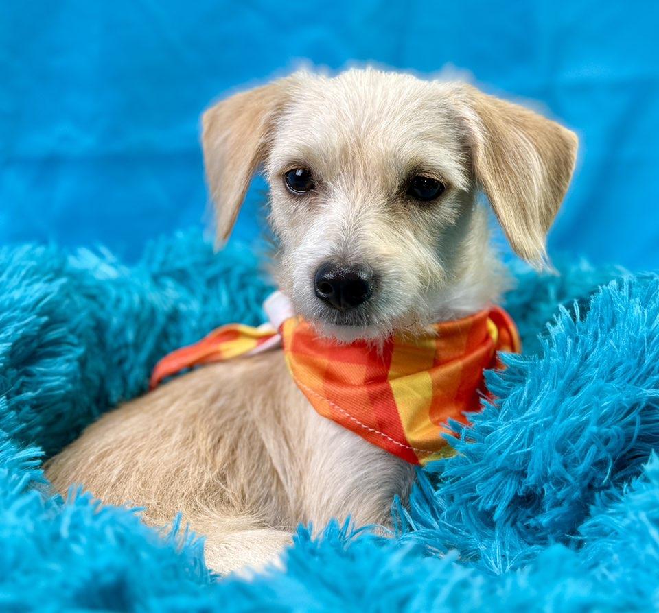 Mabel- Sweet, Loving, and Ready for Fun!, a Adoptable mixed breed in St Augustine, FL image 2/6