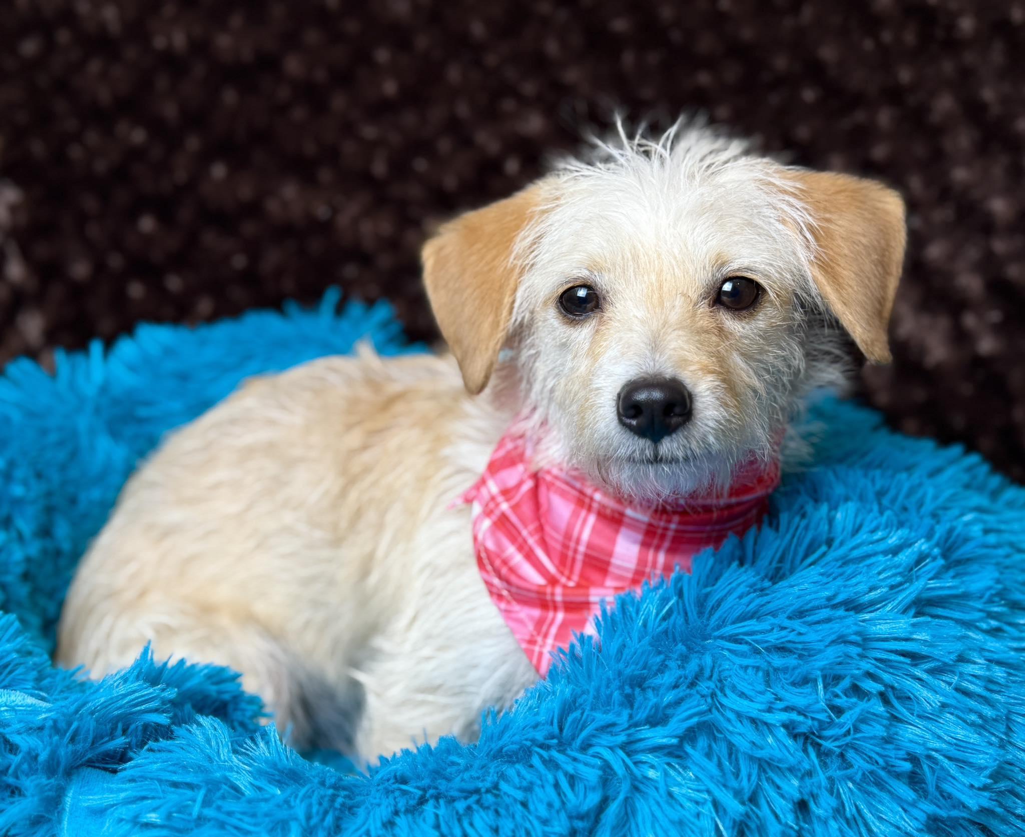 Mabel- Sweet, Loving, and Ready for Fun!, a Adoptable mixed breed in St Augustine, FL image 3/6