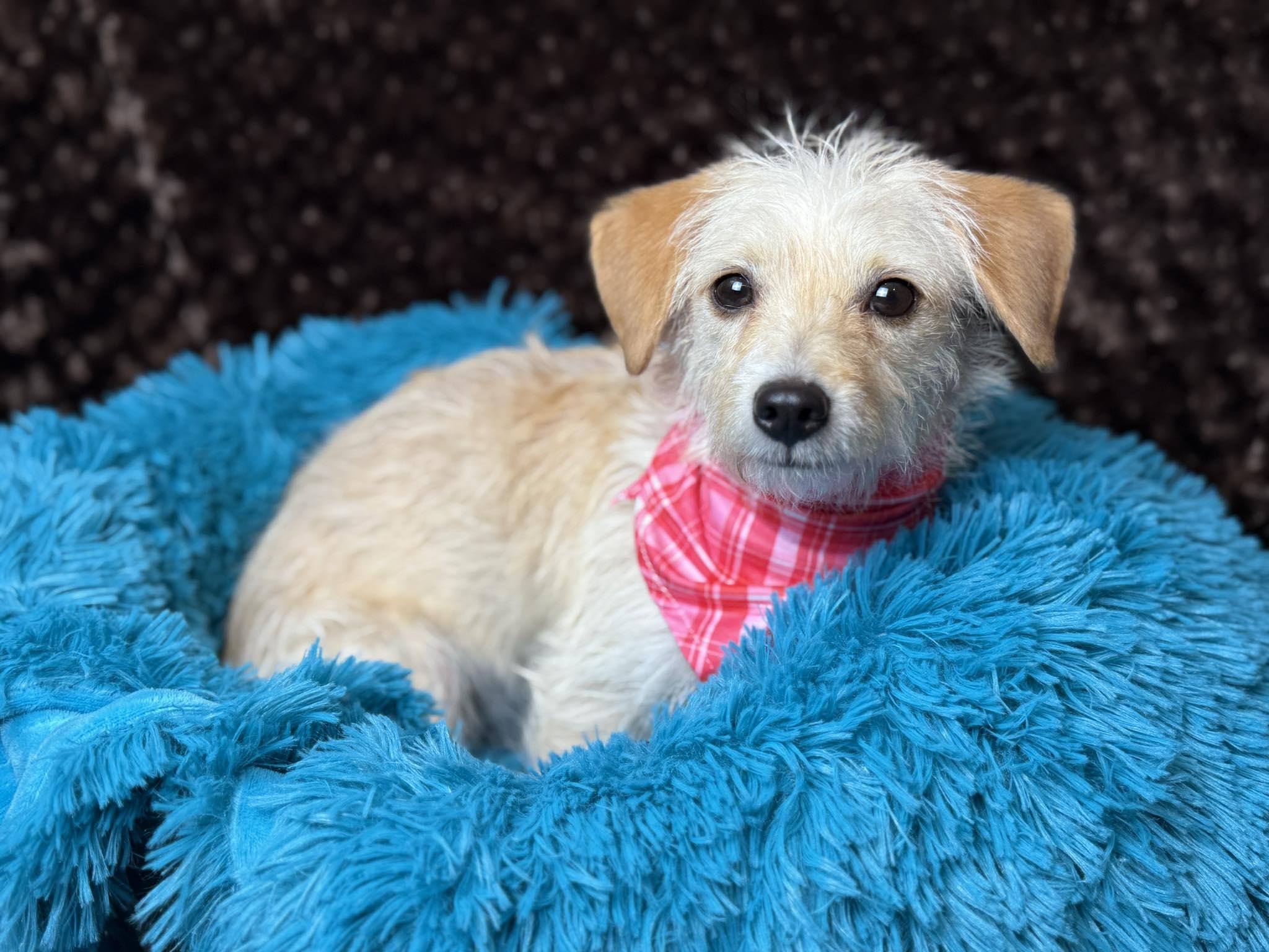 Mabel- Sweet, Loving, and Ready for Fun!, a Adoptable mixed breed in St Augustine, FL image 4/6