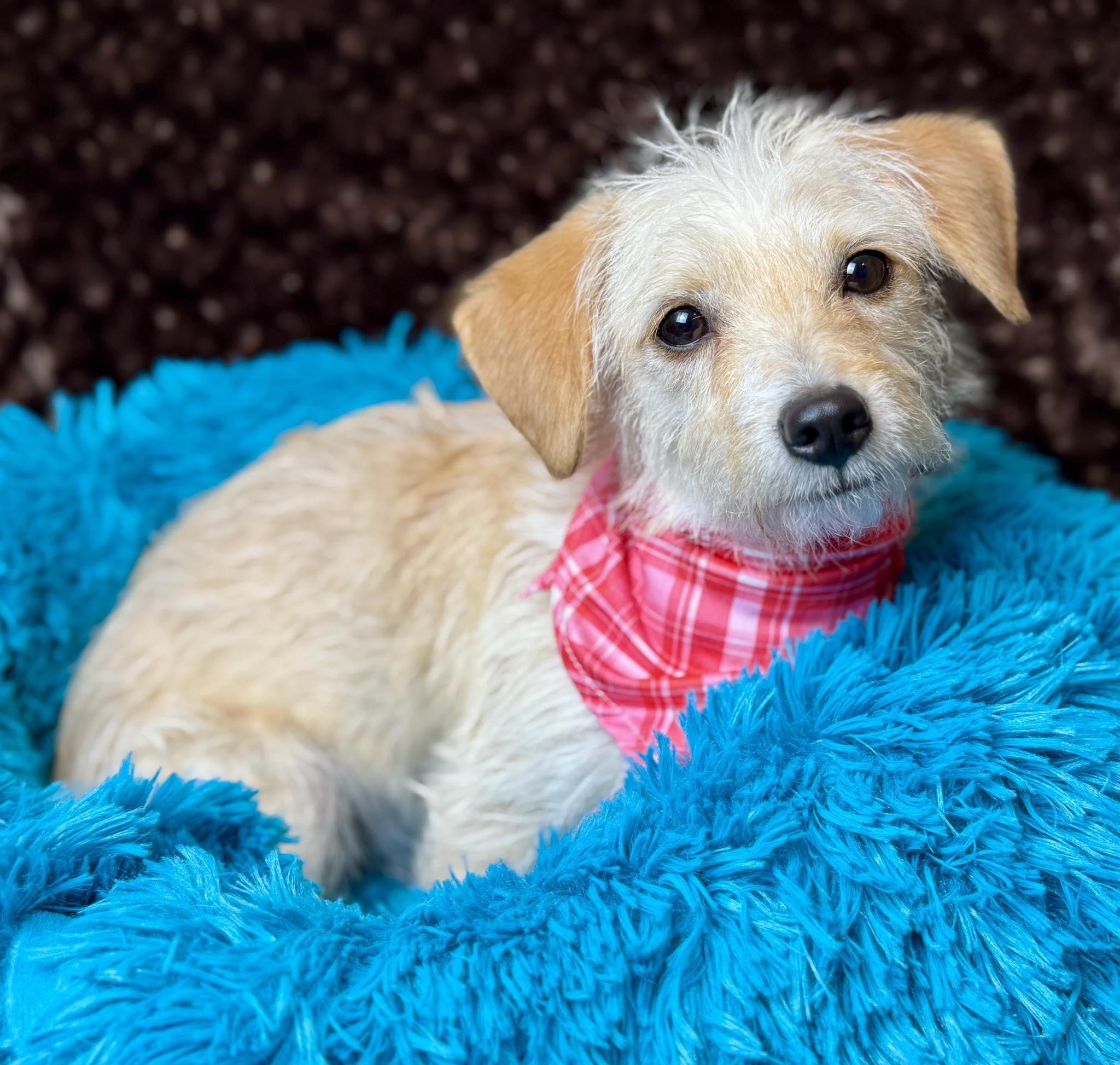 Mabel- Sweet, Loving, and Ready for Fun!, a Adoptable mixed breed in St Augustine, FL image 5/6