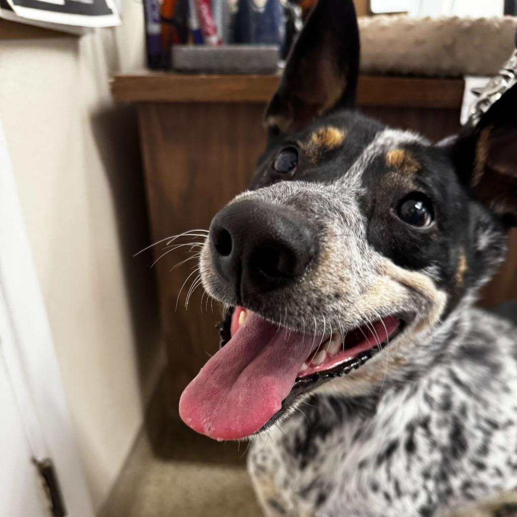 Pepper, a Adoptable Mixed Breed in Medford, OR image 1/4