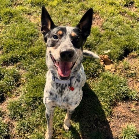 Pepper, a Adoptable Mixed Breed in Medford, OR image 2/4