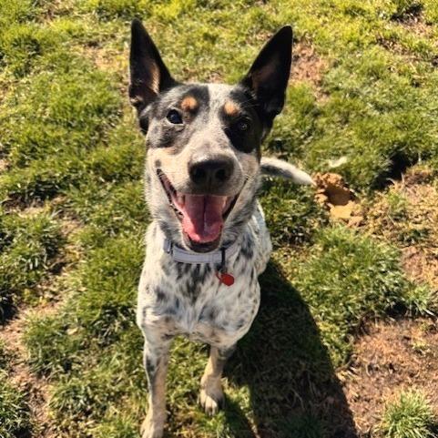 Pepper, a Adoptable Mixed Breed in Medford, OR image 3/4