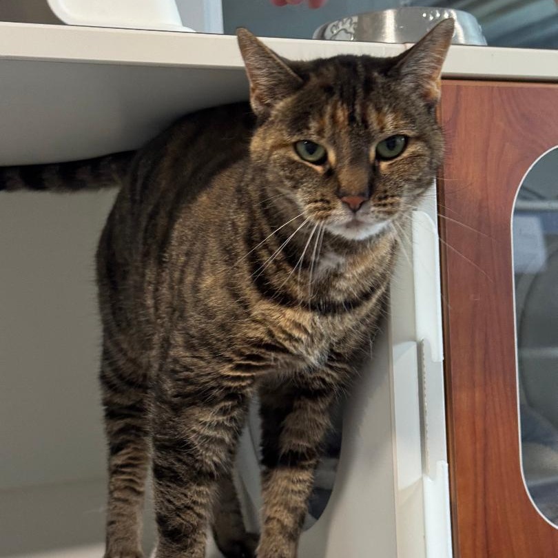 Enlarge Sassy, a Adoptable American Shorthair in Danbury, CT image 2/3