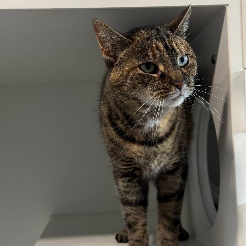 Enlarge Sassy, a Adoptable American Shorthair in Danbury, CT image 3/3