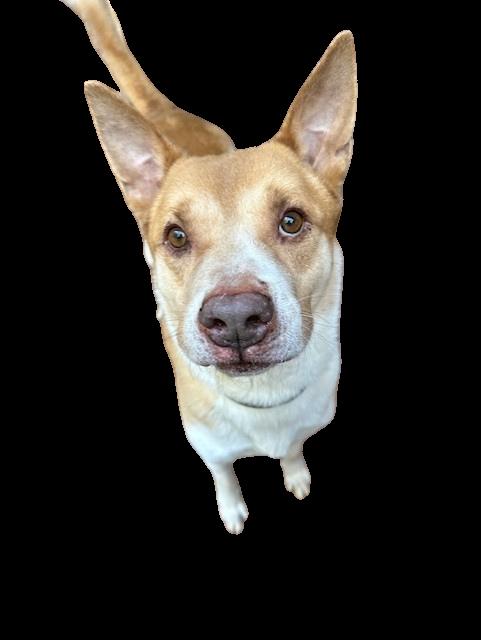 Enlarge Otis, a ADOPTABLE Mixed Breed in Marietta, GA image 1/5