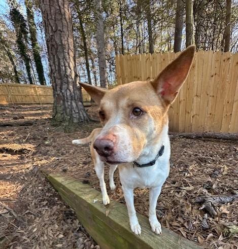 Enlarge Otis, a ADOPTABLE Mixed Breed in Marietta, GA image 3/5