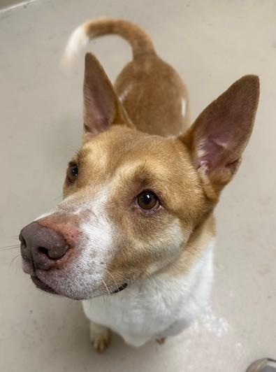 Enlarge Otis, a ADOPTABLE Mixed Breed in Marietta, GA image 2/5