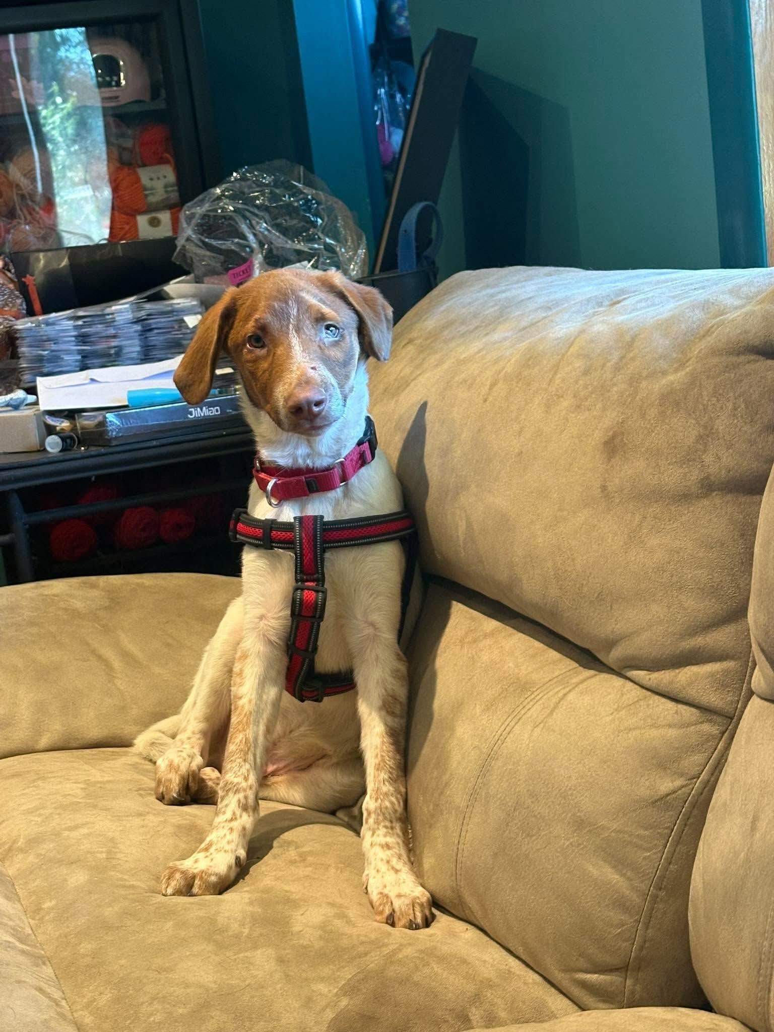 Bowie, Adoptable, Young Male Mixed Breed.