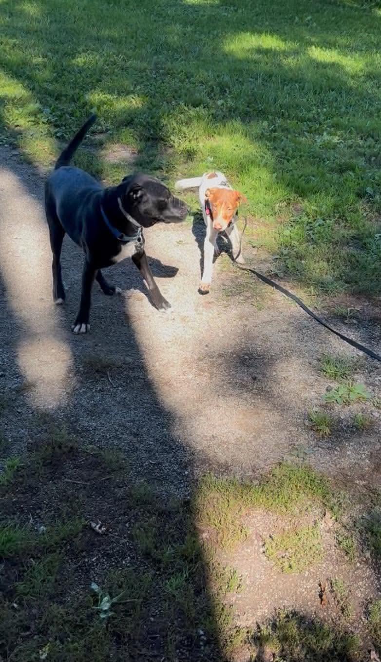 Enlarge Bowie, a Adoptable Mixed Breed in East Amherst, NY image 5/5