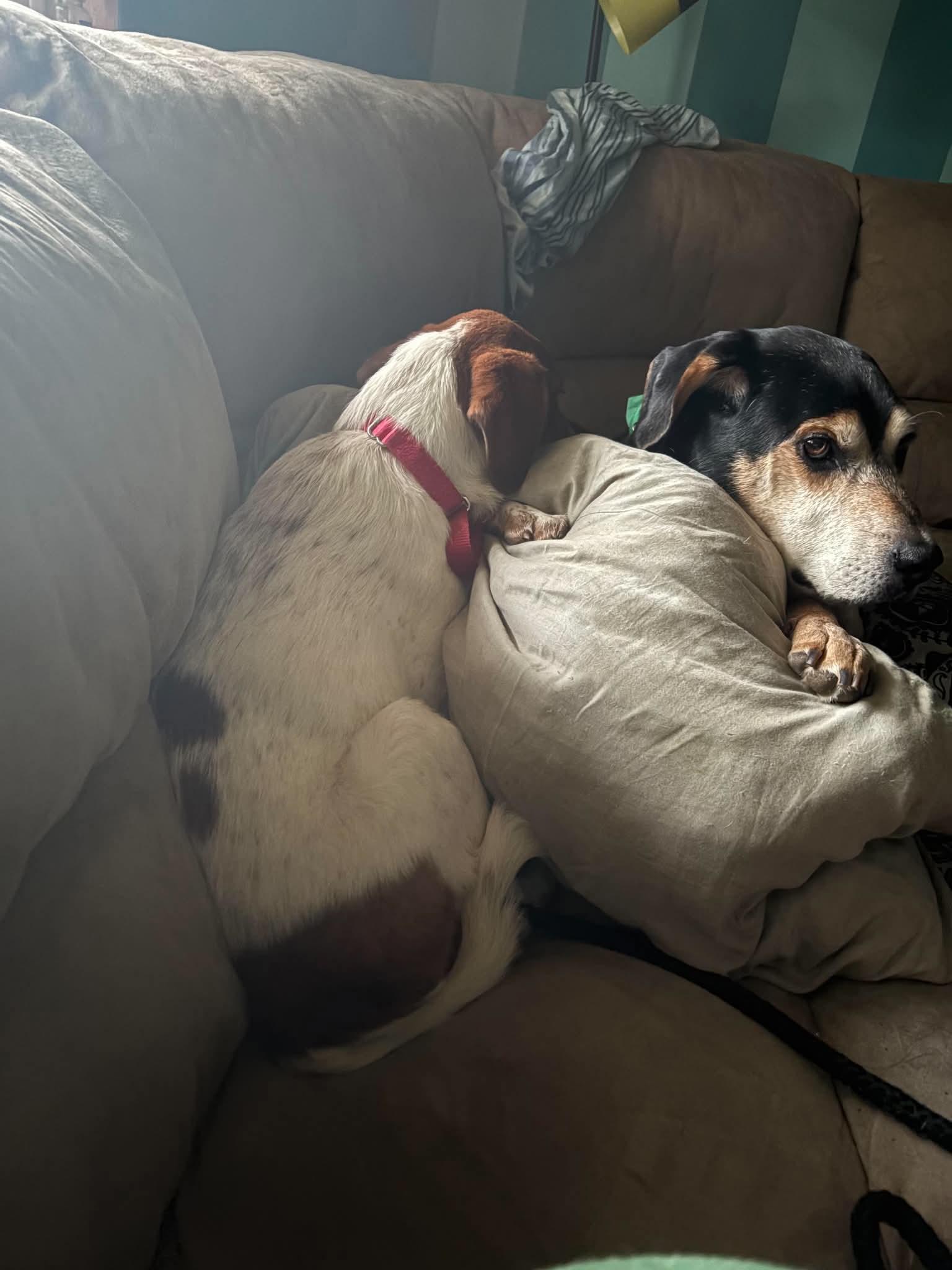 Enlarge Bowie, a Adoptable Mixed Breed in East Amherst, NY image 3/5