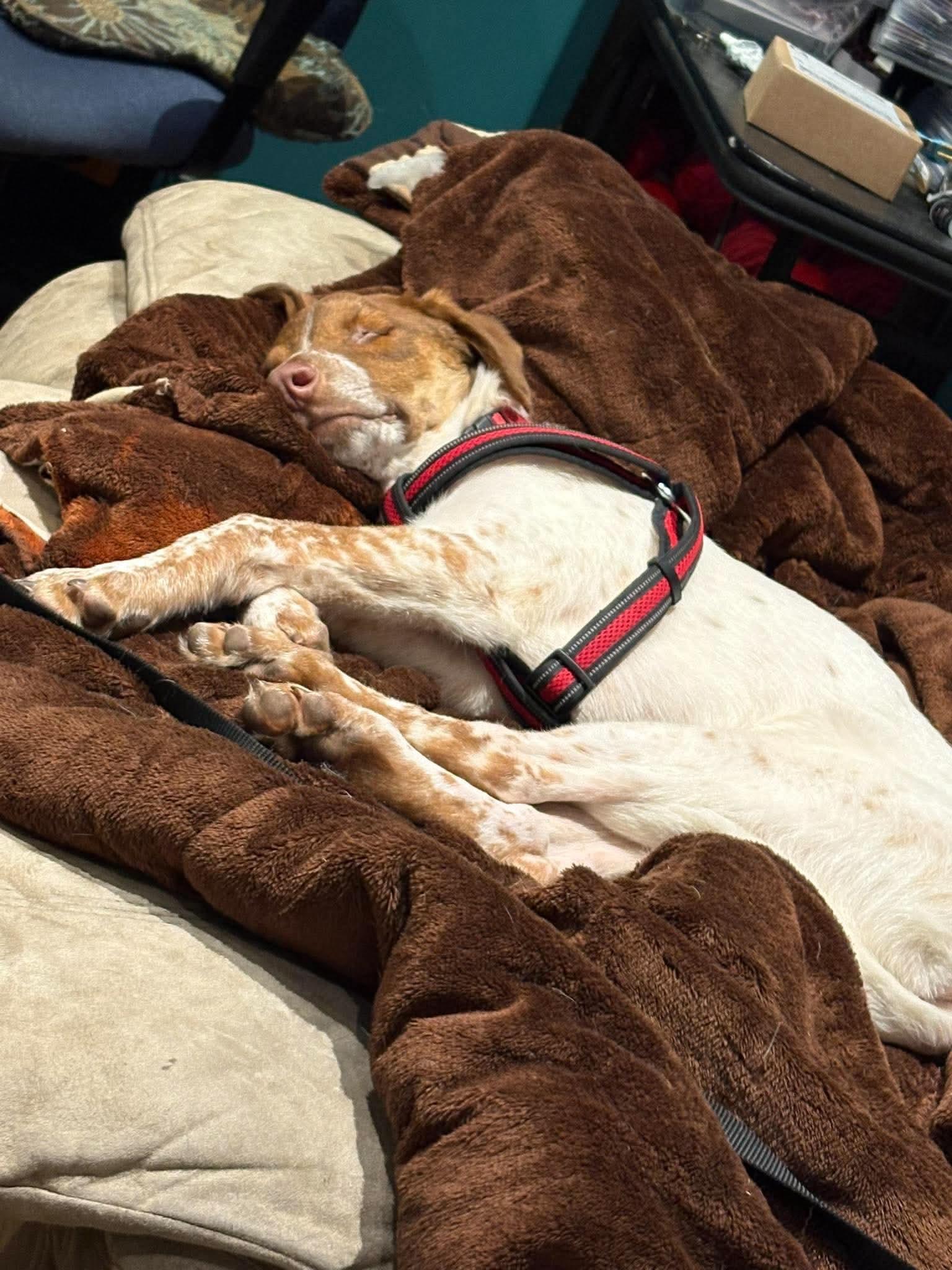 Enlarge Bowie, a Adoptable Mixed Breed in East Amherst, NY image 2/5