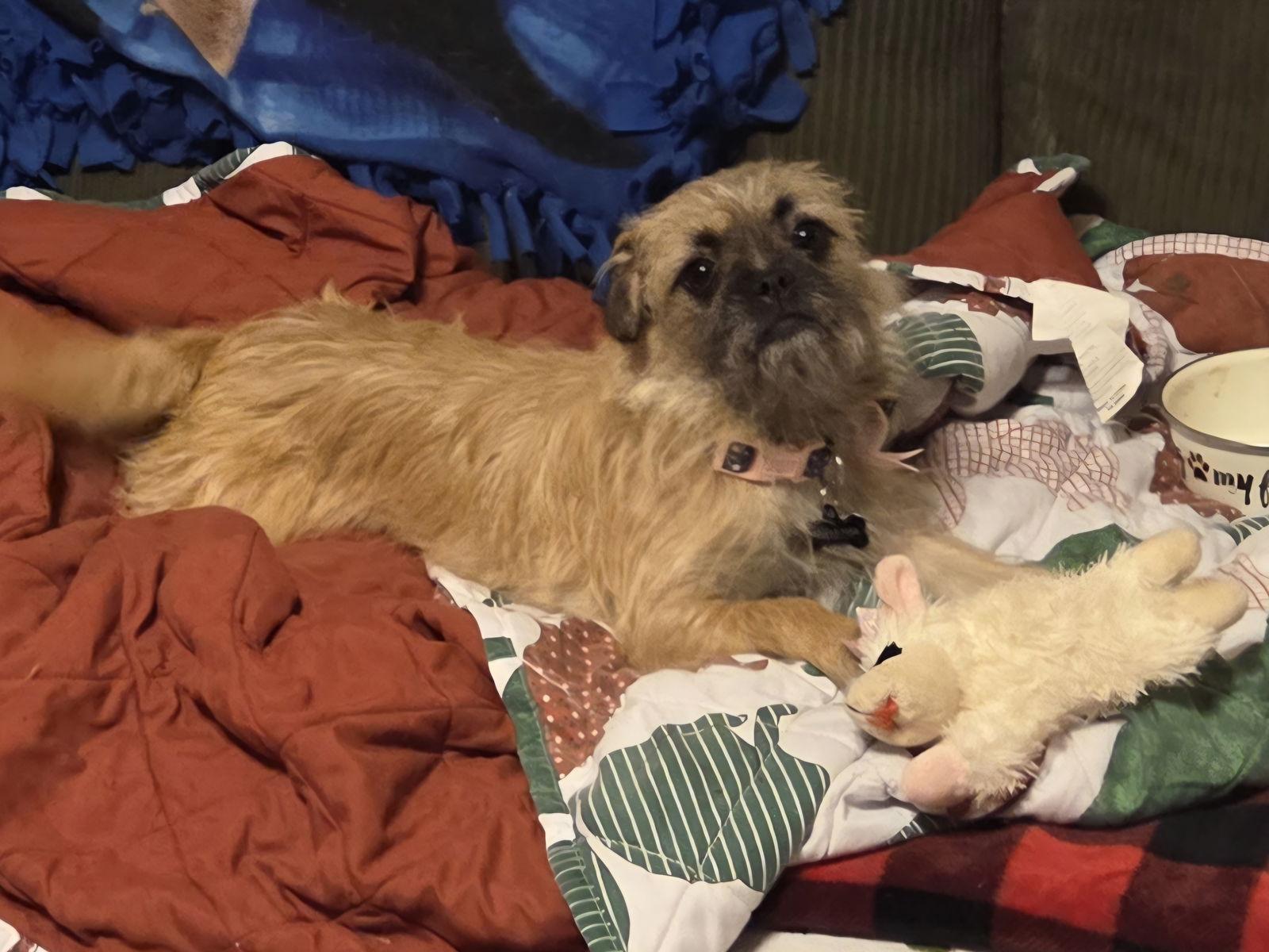 Enlarge Luna, a Adopted Brussels Griffon in Iroquois, IL image 1/2