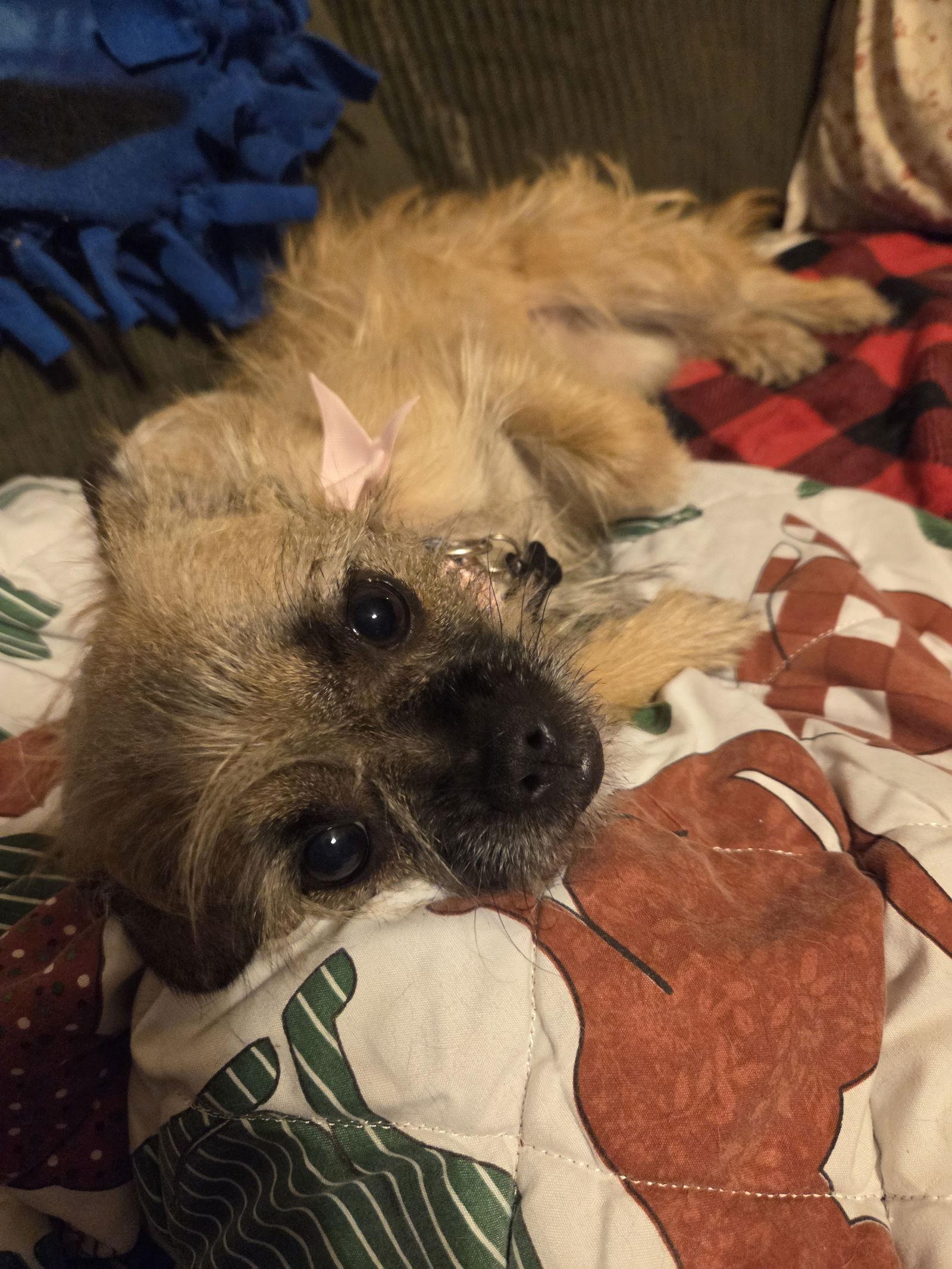 Enlarge Luna, a Adopted Brussels Griffon in Iroquois, IL image 2/2