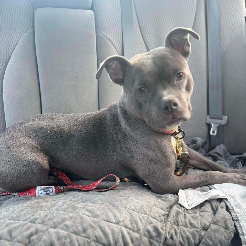 Enlarge Roselle, a Adoptable Pit Bull Terrier in York, PA image 1/1