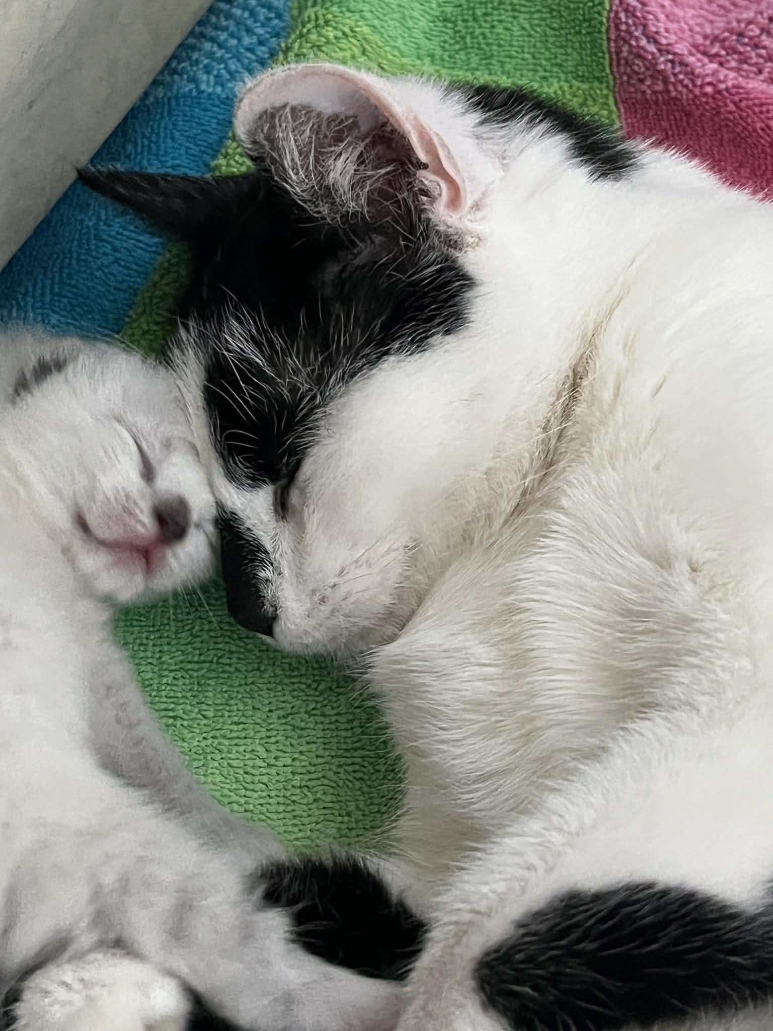 Athena, a Adoptable Domestic Short Hair in Hull, MA image 2/6