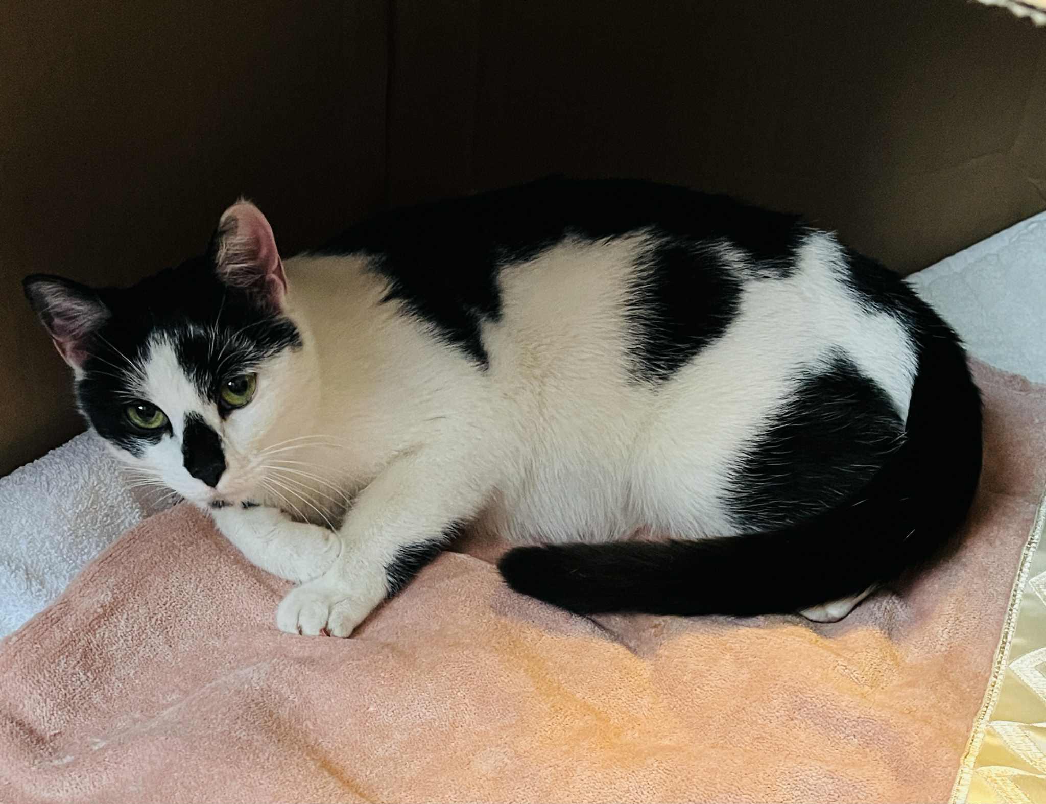 Athena, a Adoptable Domestic Short Hair in Hull, MA image 3/6