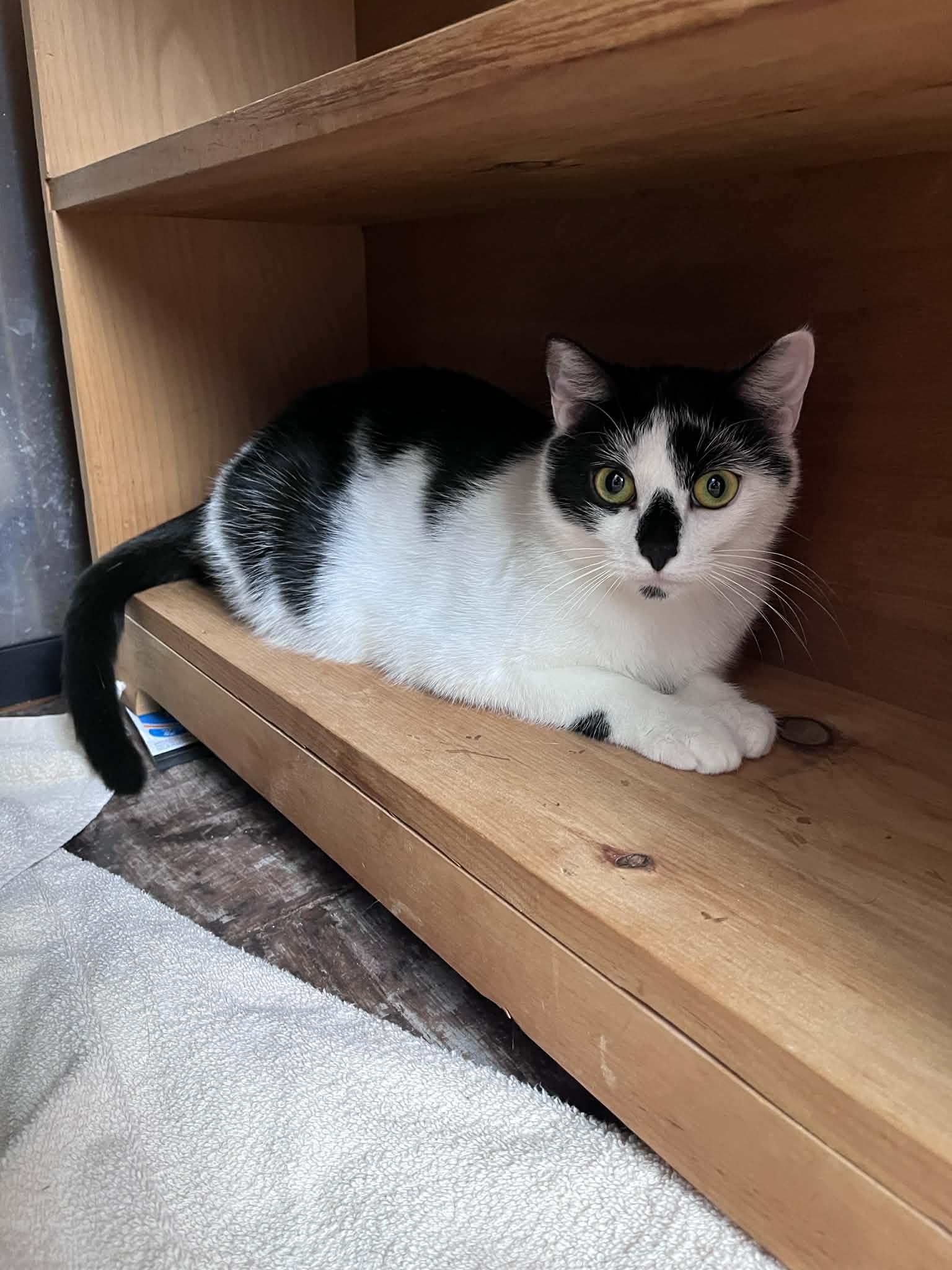 Athena, a Adoptable Domestic Short Hair in Hull, MA image 4/6