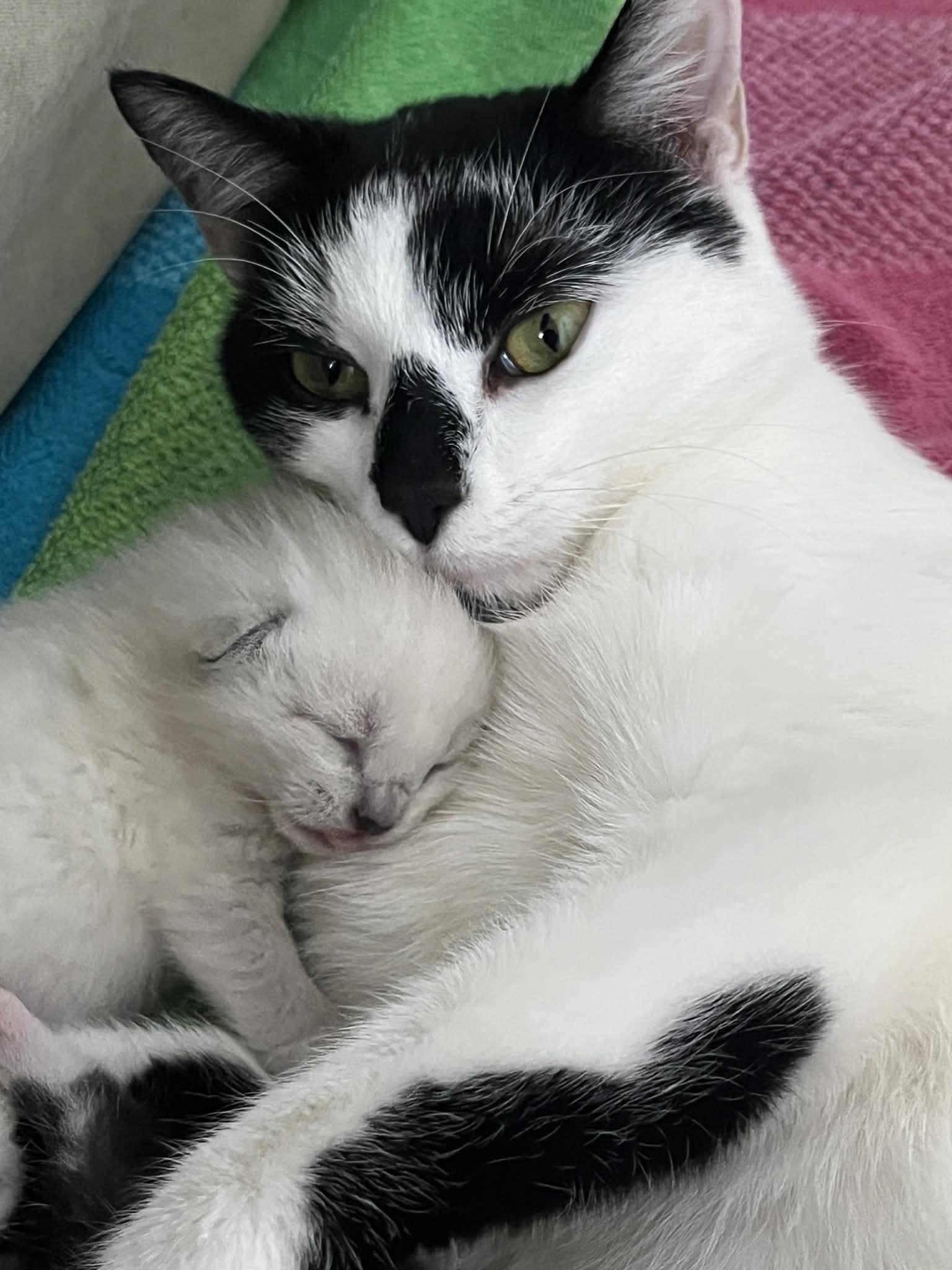 Athena, a Adoptable Domestic Short Hair in Hull, MA image 5/6