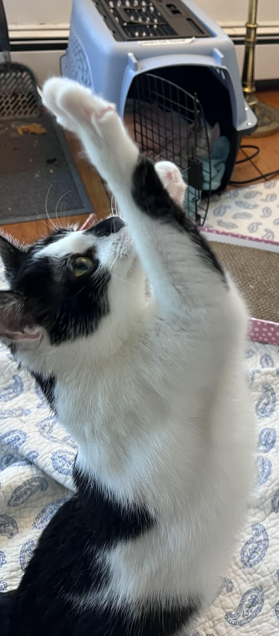 Athena, a Adoptable Domestic Short Hair in Hull, MA image 6/6