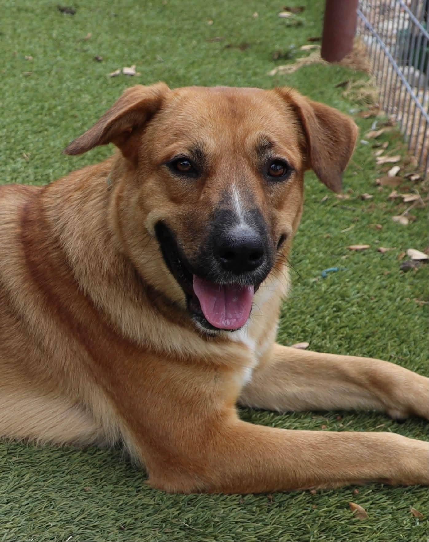 Enlarge Jo Jo, a Adopted mixed breed in Southlake, TX image 2/6