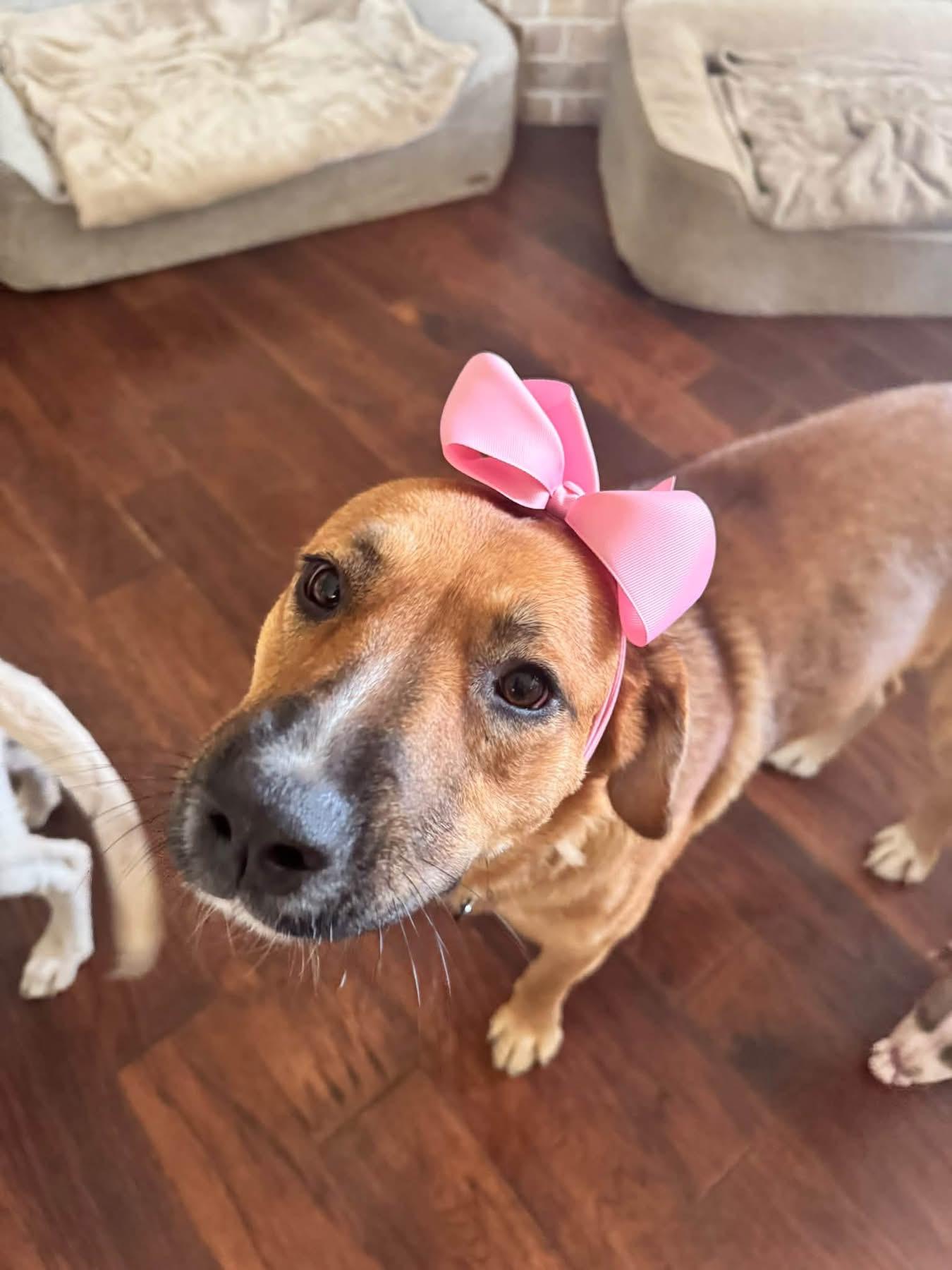 Enlarge Jo Jo, a Adopted mixed breed in Southlake, TX image 5/6