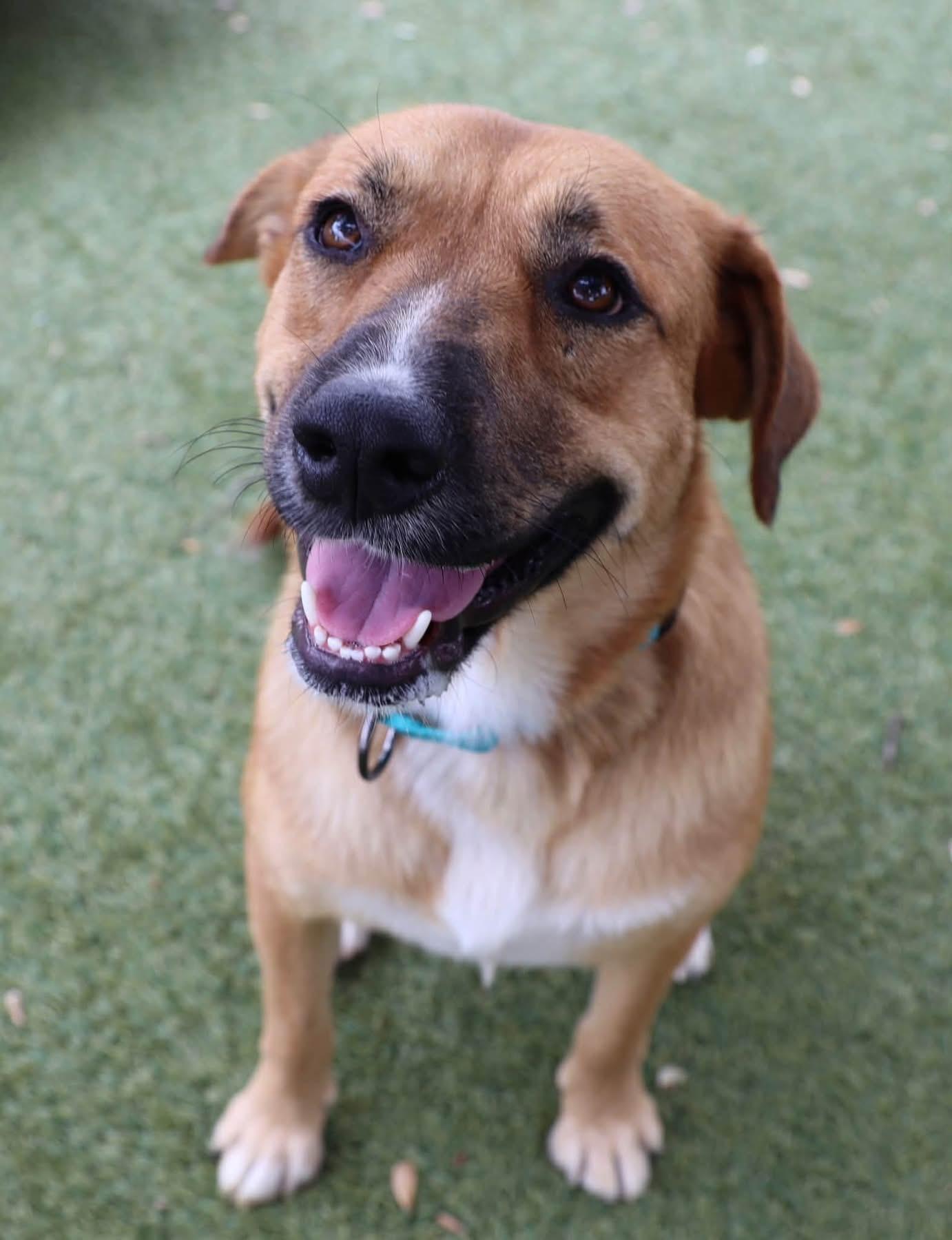 Enlarge Jo Jo, a Adopted mixed breed in Southlake, TX image 4/6
