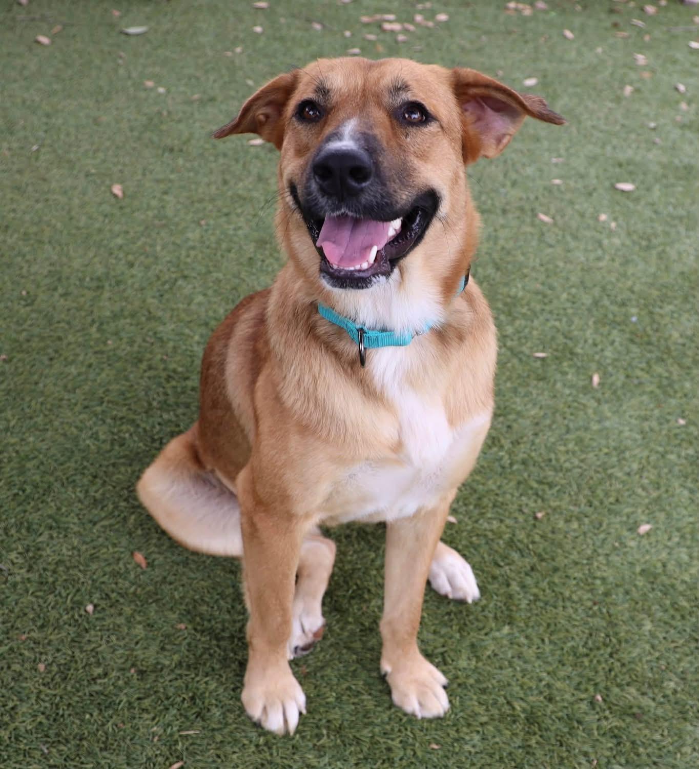 Enlarge Jo Jo, a Adopted mixed breed in Southlake, TX image 1/6