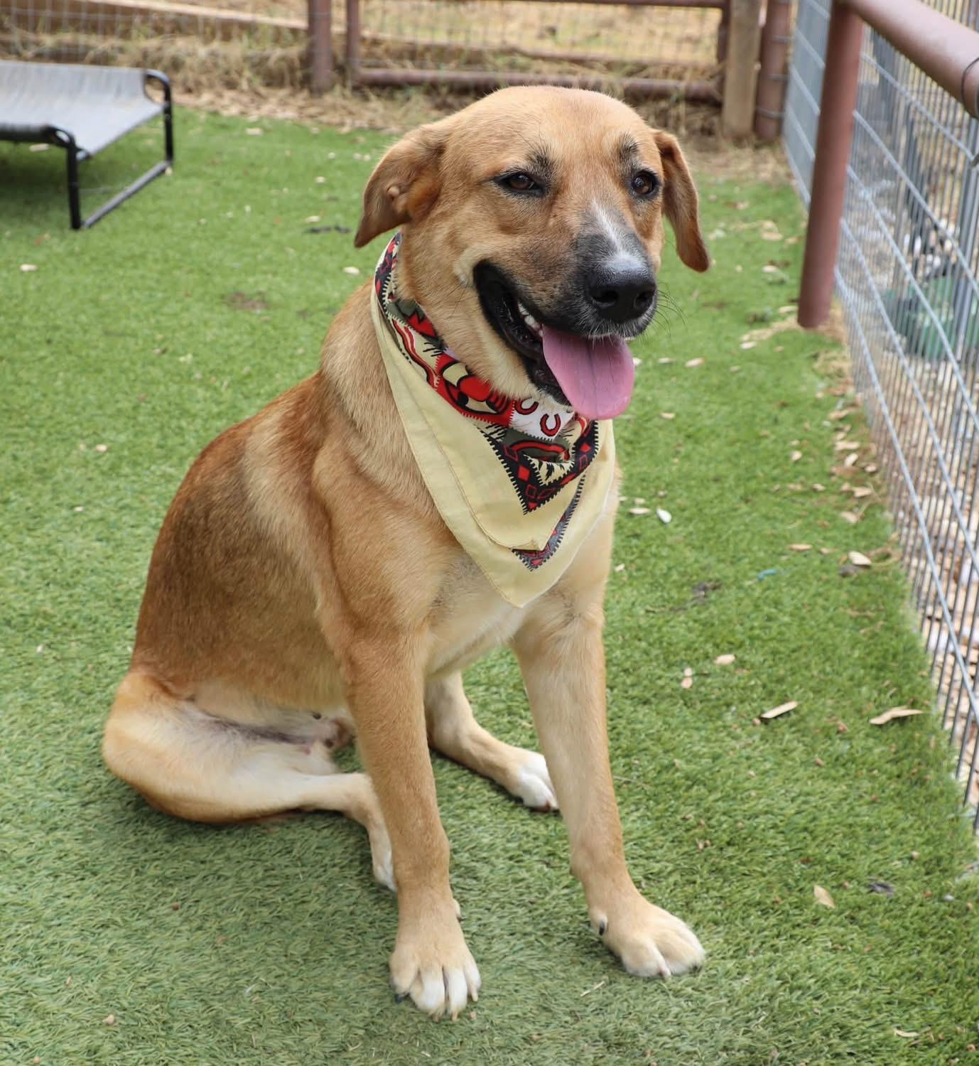 Enlarge Jo Jo, a Adopted mixed breed in Southlake, TX image 6/6