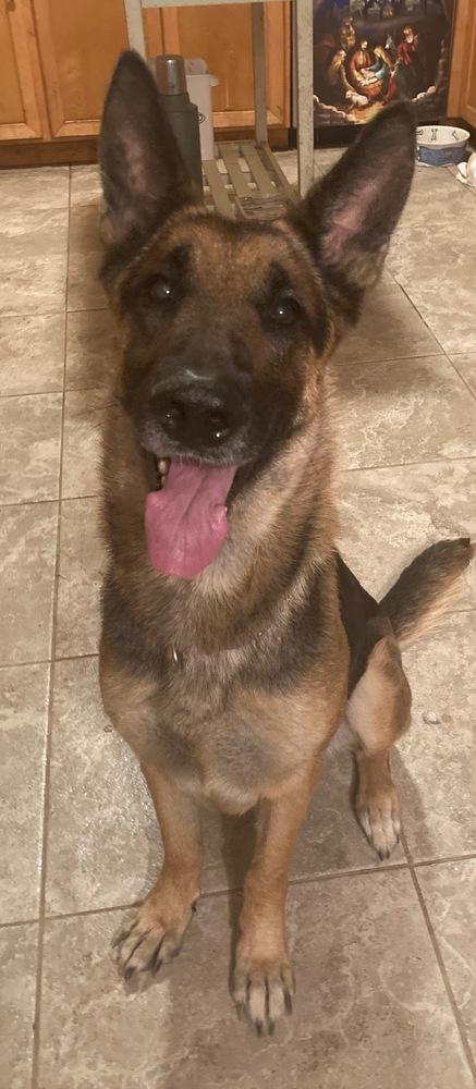Enlarge Lana, a Adoptable mixed breed in Brookshire, TX image 1/2