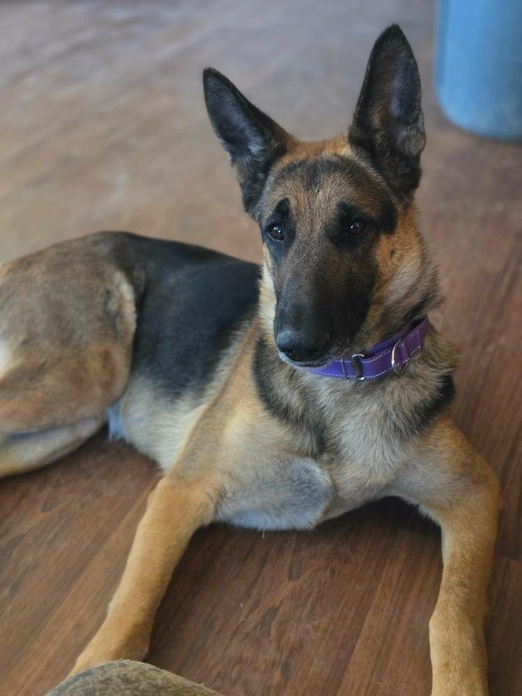 Enlarge Lana, a Adoptable mixed breed in Brookshire, TX image 2/2