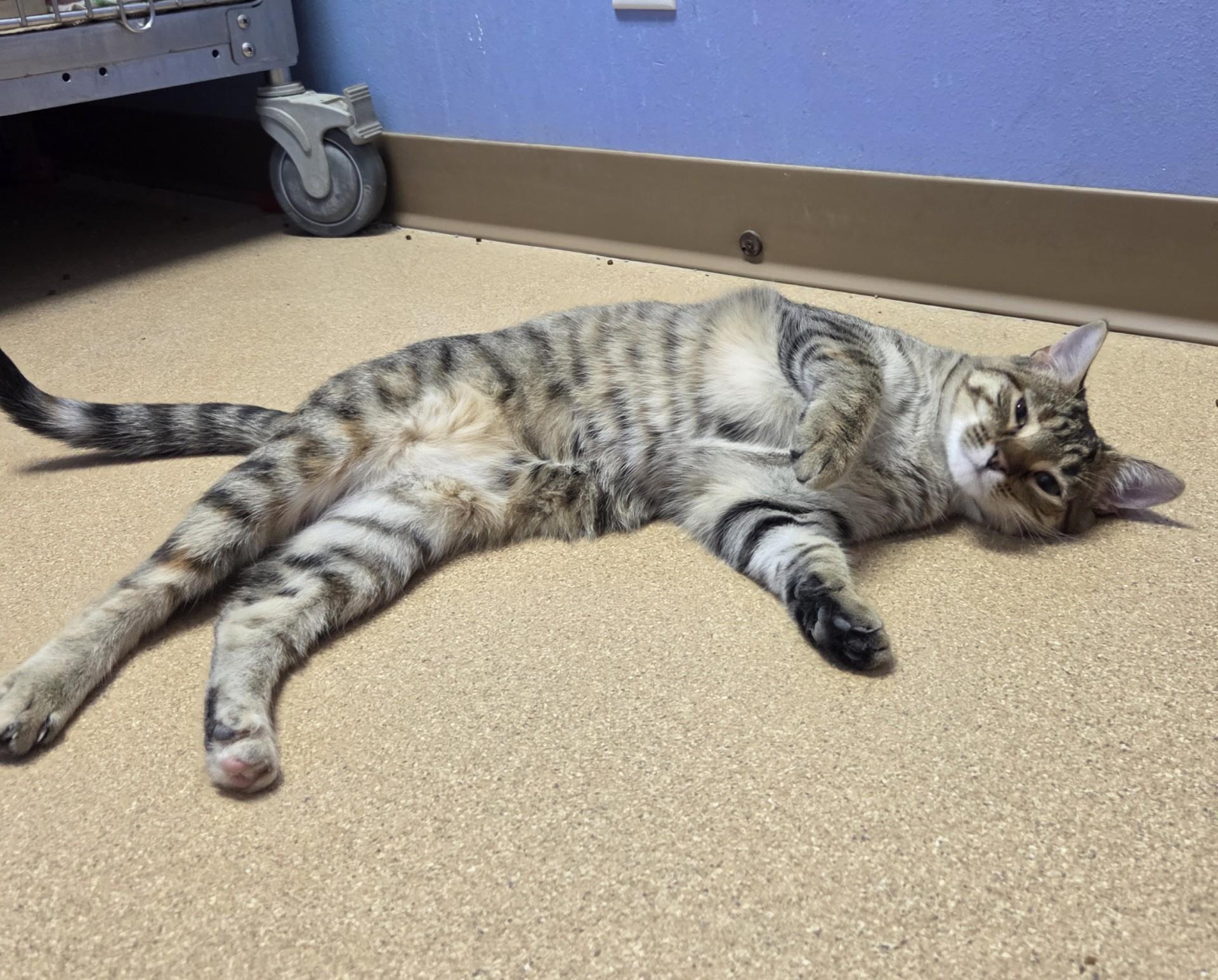 Charlotte La Bouff, an adoptable Domestic Short Hair in Brookings, SD, 57006 | Photo Image 3