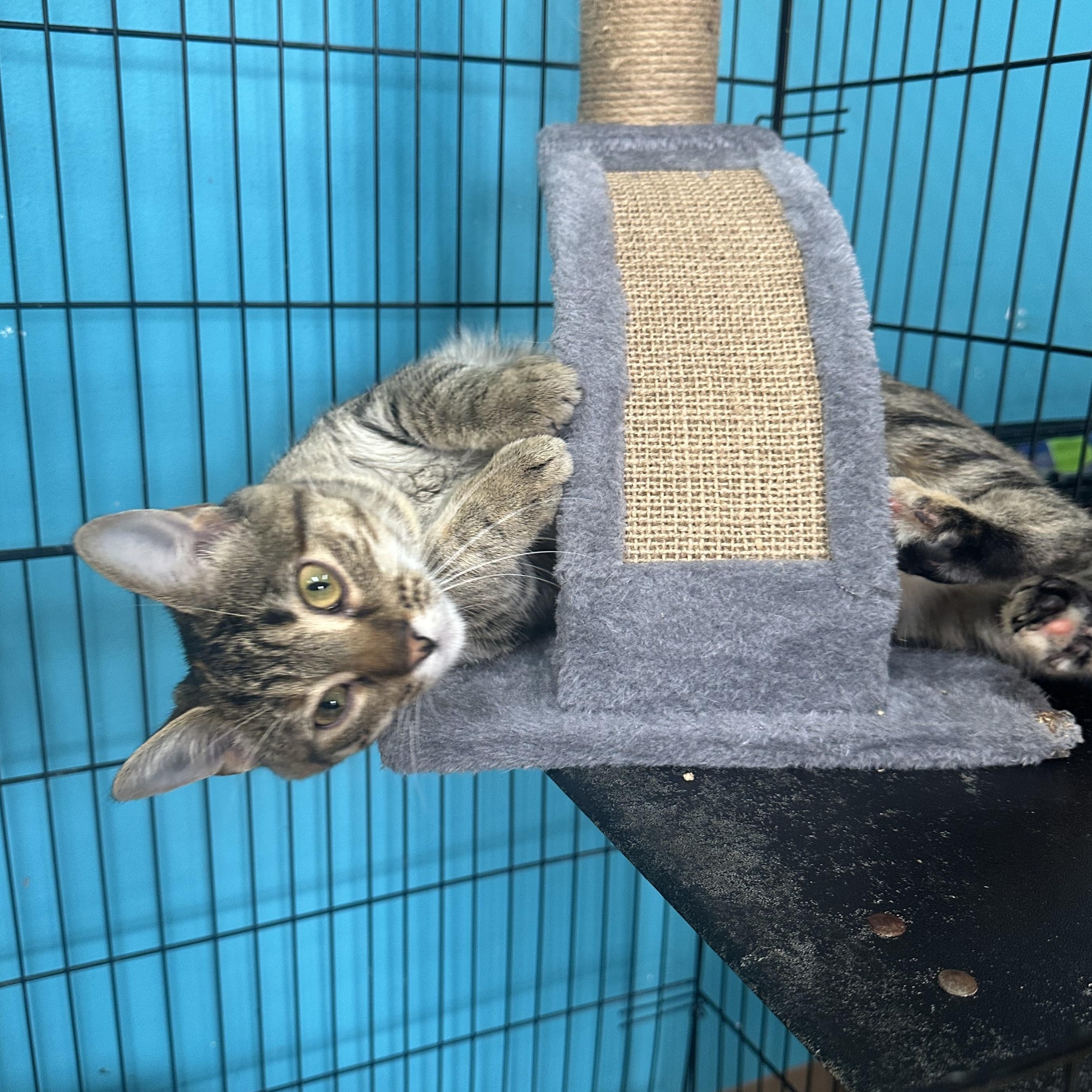 Charlotte La Bouff, an adoptable Domestic Short Hair in Brookings, SD, 57006 | Photo Image 2
