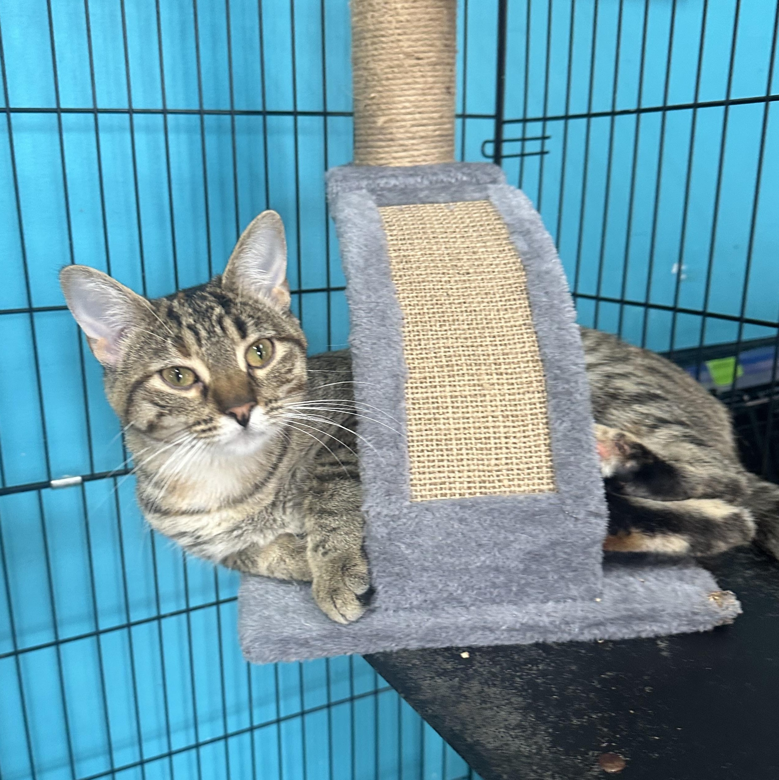 Charlotte La Bouff, an adoptable Domestic Short Hair in Brookings, SD, 57006 | Photo Image 1