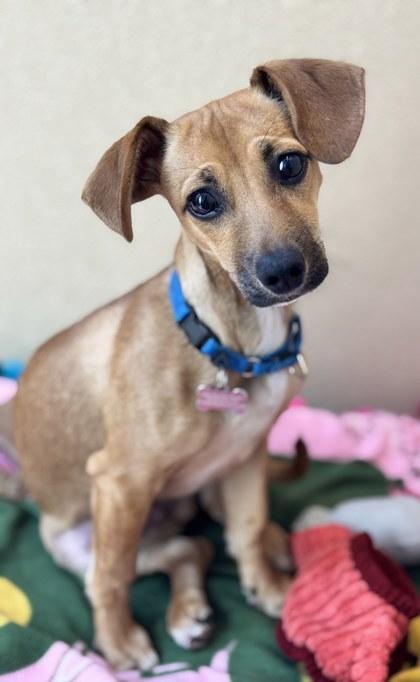 Scrappy-Doo, Adoptable, Puppy Male Mixed Breed & Mixed Breed.