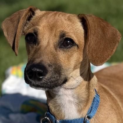Enlarge Scrappy-Doo, a Adoptable mixed breed in Pleasanton, CA image 2/3