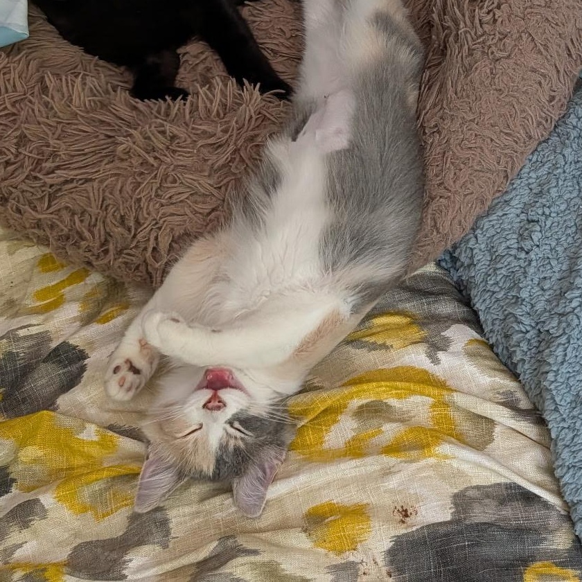 Sonata, a ADOPTABLE Domestic Medium Hair in Huntington, MA image 6/6